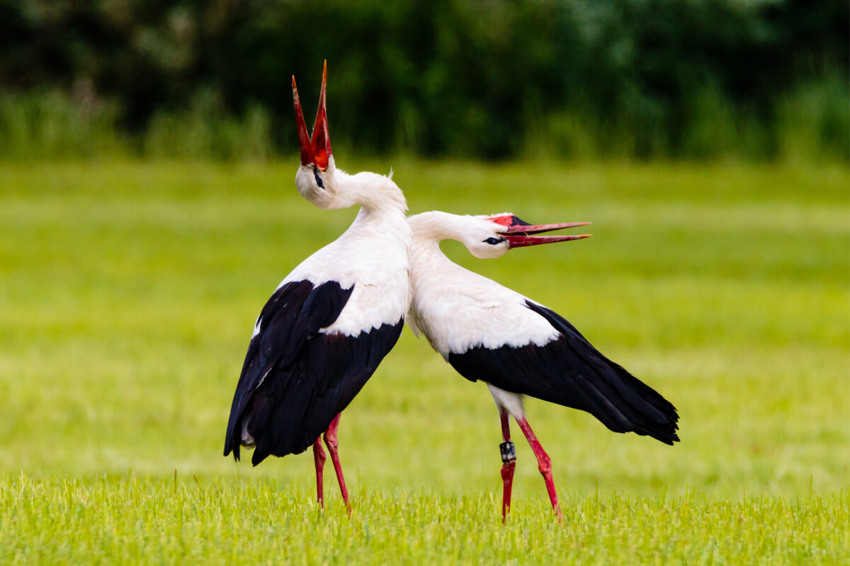 Störche bei der Balz