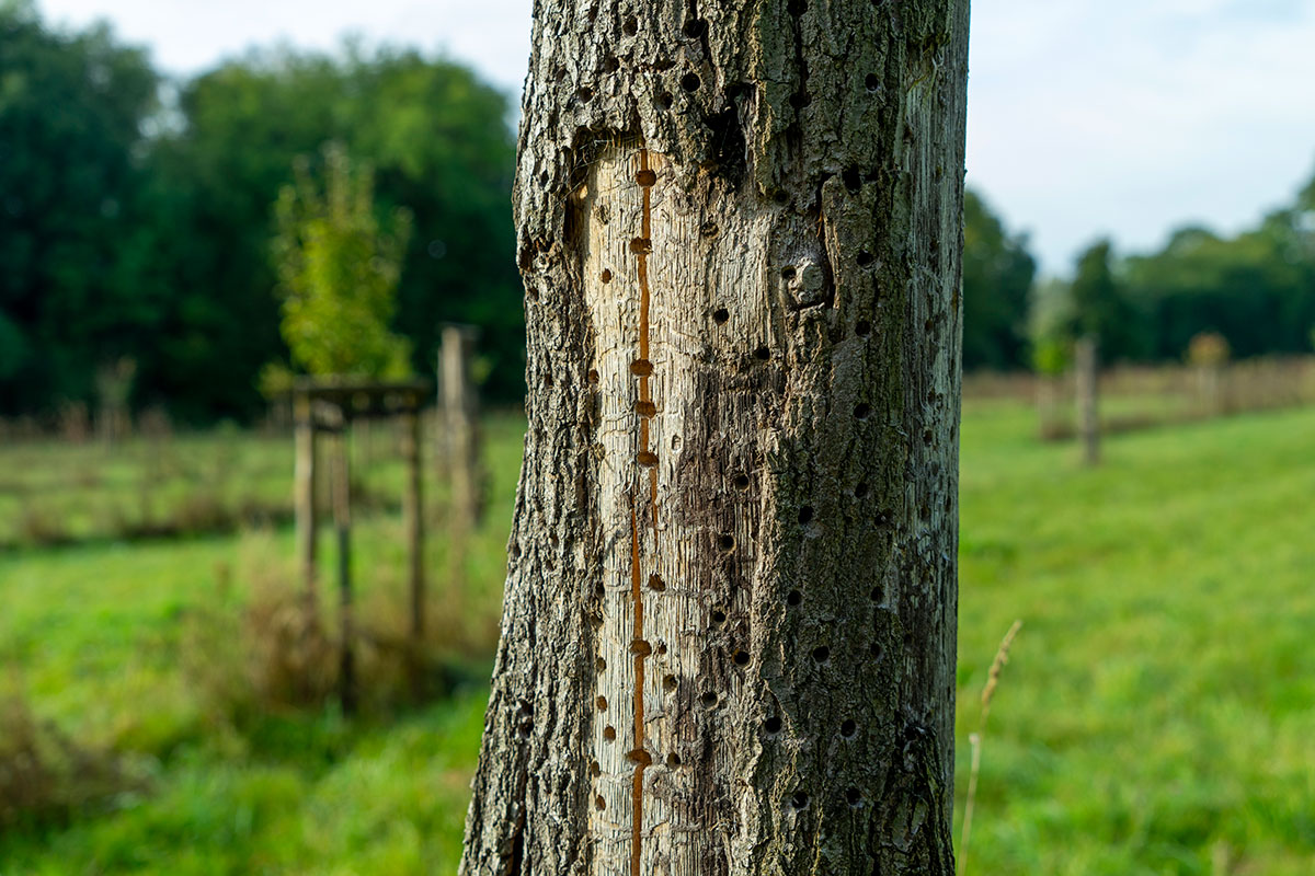 Nisthilfe auf der Streuobstwiese in der Rheinaue Walsum