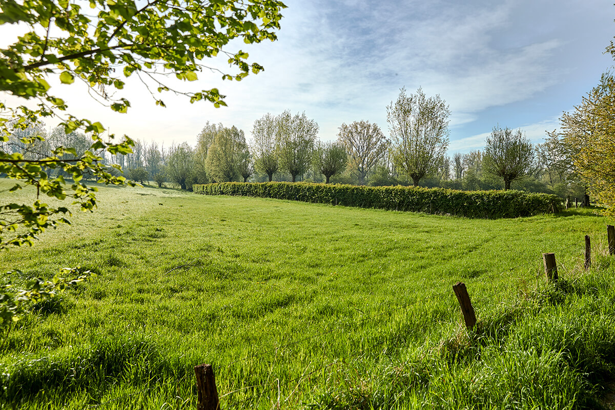 Bild von einer großen grünen Wiese im Naturschutzgebiet Rheinaue in Duisburg Walsum