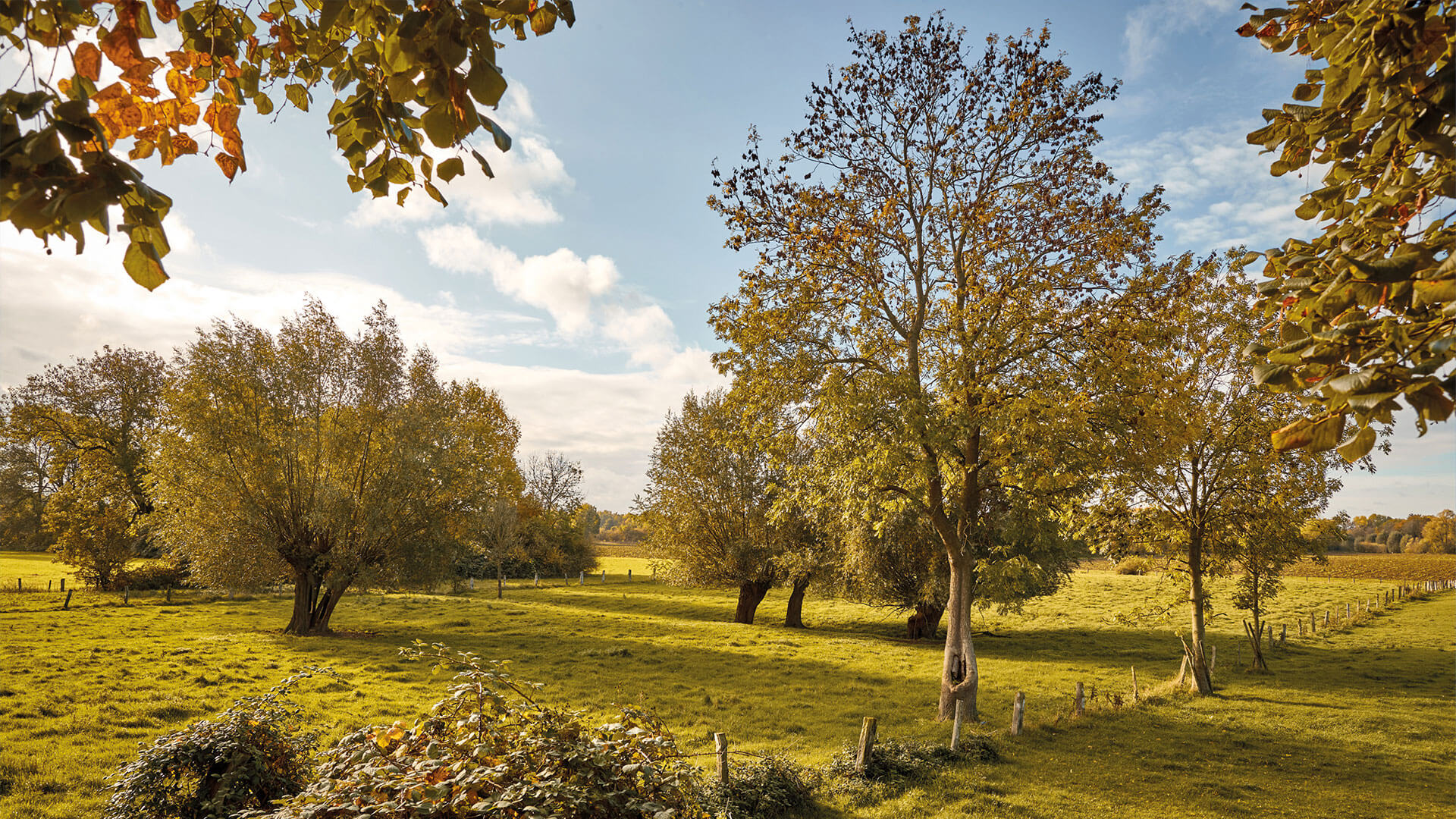 Die Rheinaue Walsum im Herbst