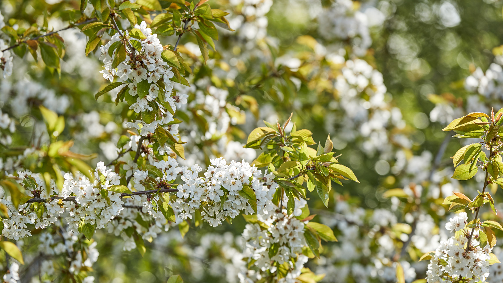 Blüten am Obstbaum