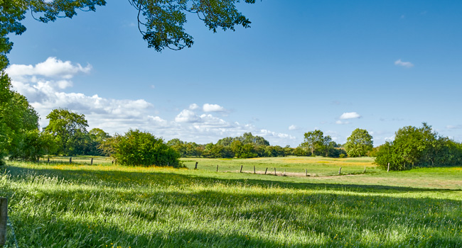 Rheinaue Walsum im Sommer