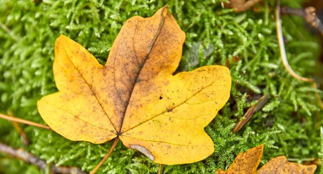 Herbstblatt auf Moos